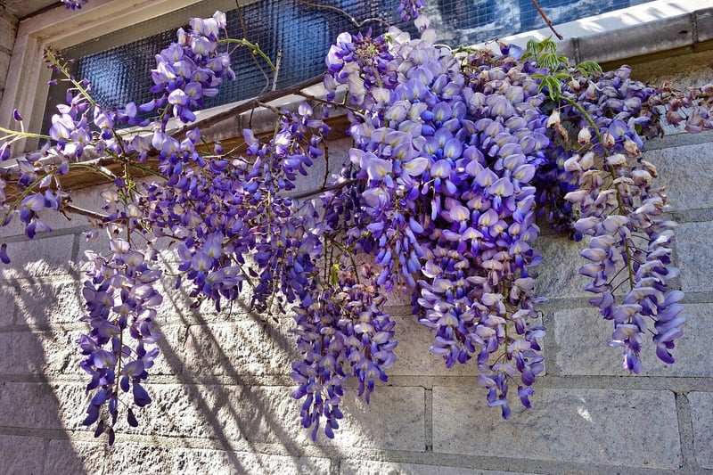 Blooming walls