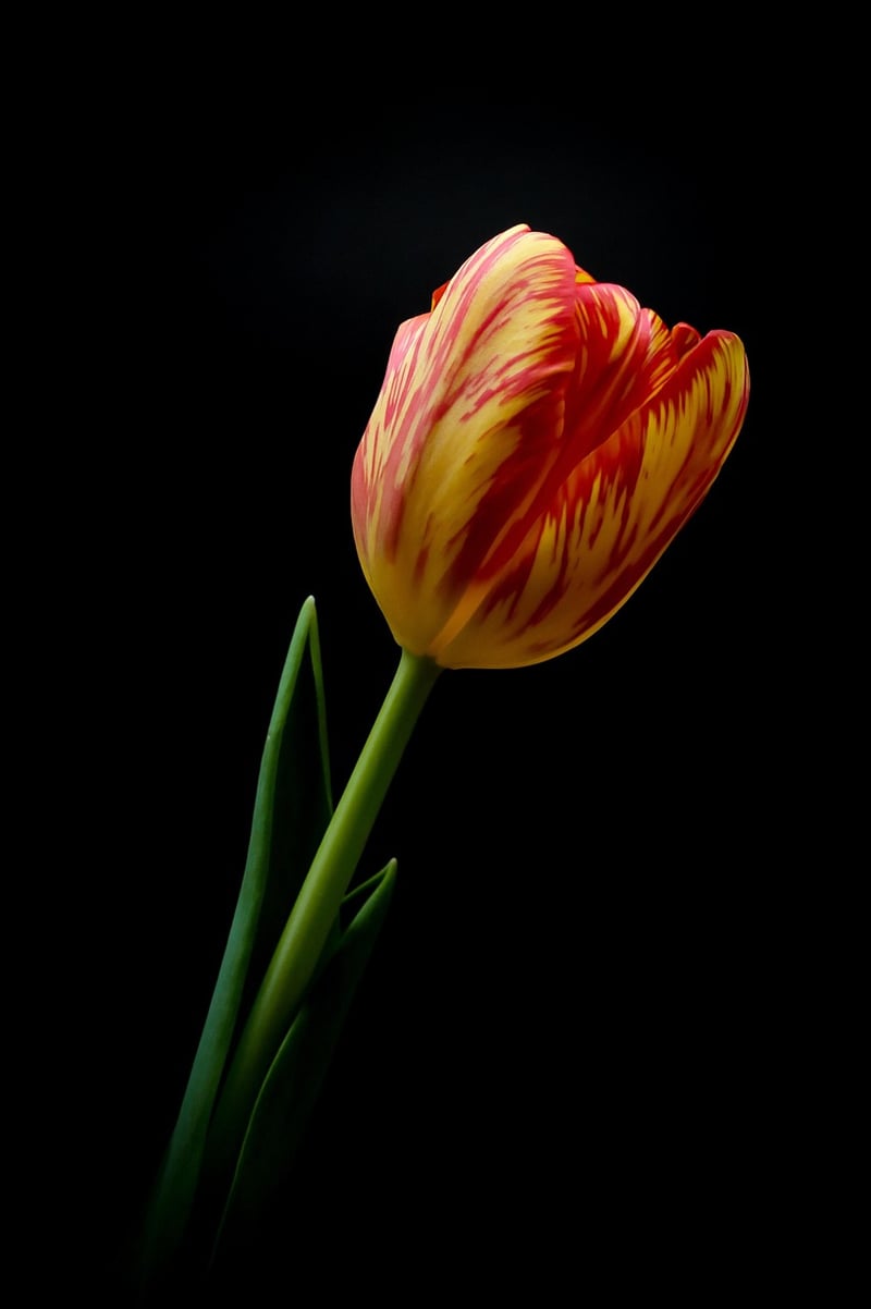 Vertical blossoms